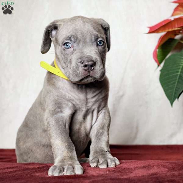 Elisha, Cane Corso Puppy